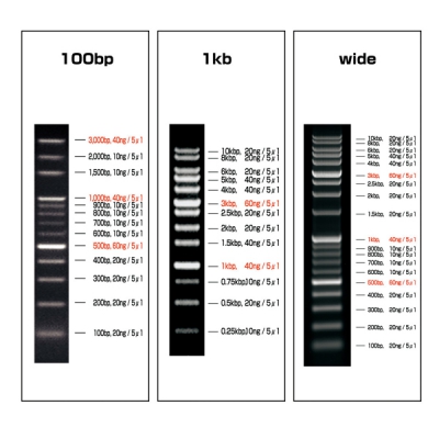 DNA分子大小梯度标记条(可常温保存) VIO-100-1(1条) 2-9883-01
